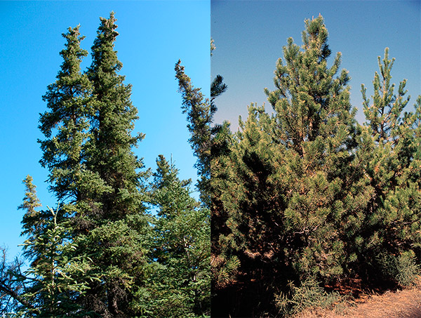 convergent_local_adaptation_to_climate_in_distantly_related_conifers_1_600
