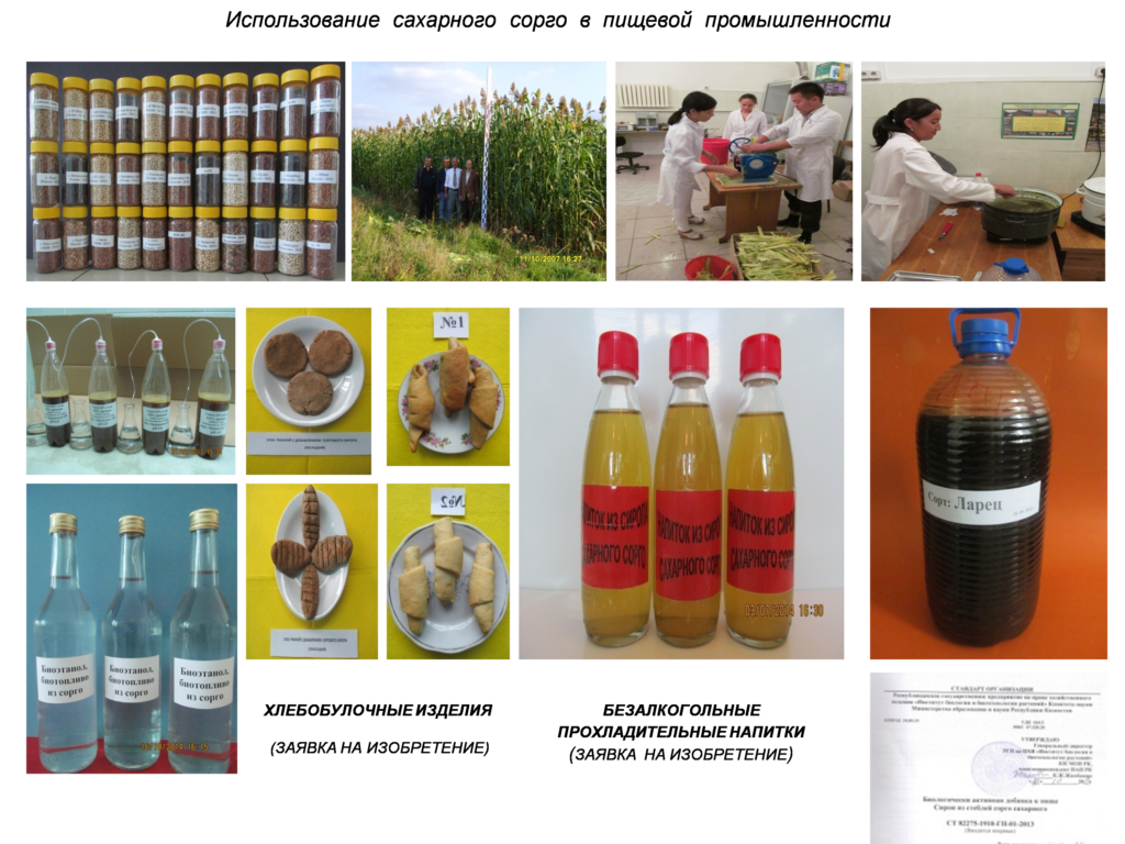 Caption: Collection of sweet sorghum varieties and technologies for extracting juice and producing food-grade syrup from sweet sorghum stems, as well as methods for generating biofuel precursors. Seeds of glutinous rice varieties and breeding lines.